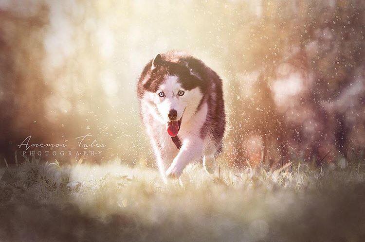 hondengedragtherapie, hondengedragscoach, honden, hondentrainer